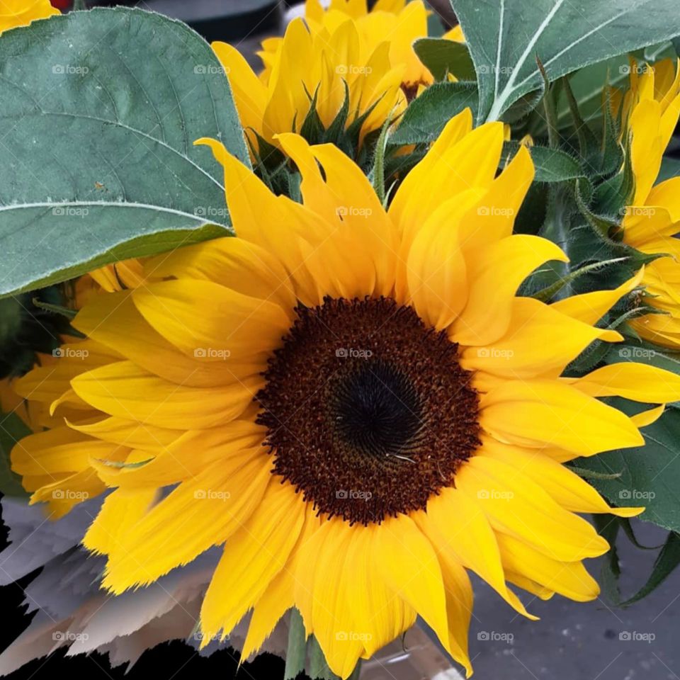 Magic sunflower 🌻