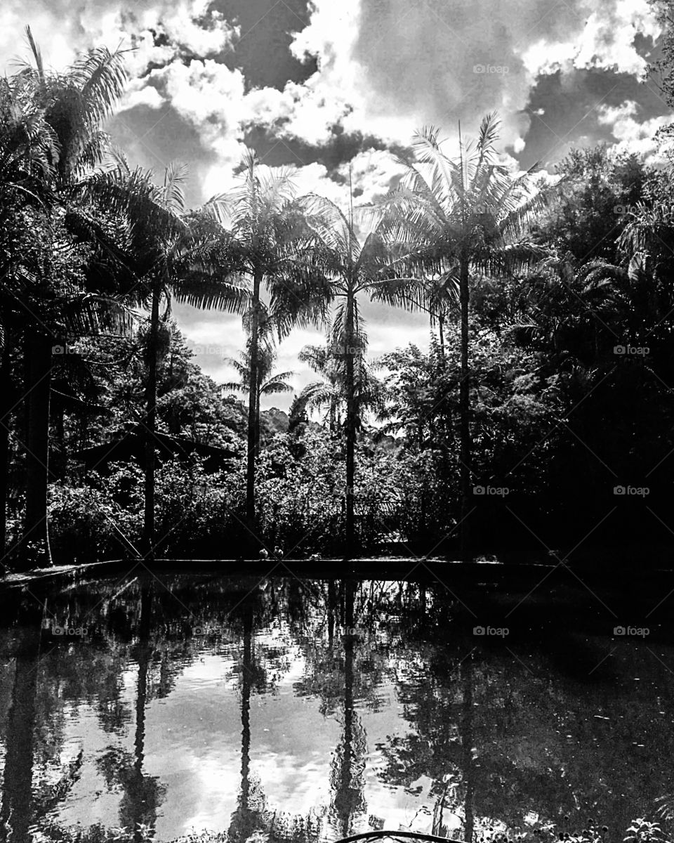 O mundo em preto e branco: aqui, na reserva florestal da Serra do Japi (Brasil), ร beira do lago. ๐ง๐ท/The world in black and white: here, in the forest reserve of the Serra do Japi (Brazil), by the lake. ๐บ๐ธโ๏ธ