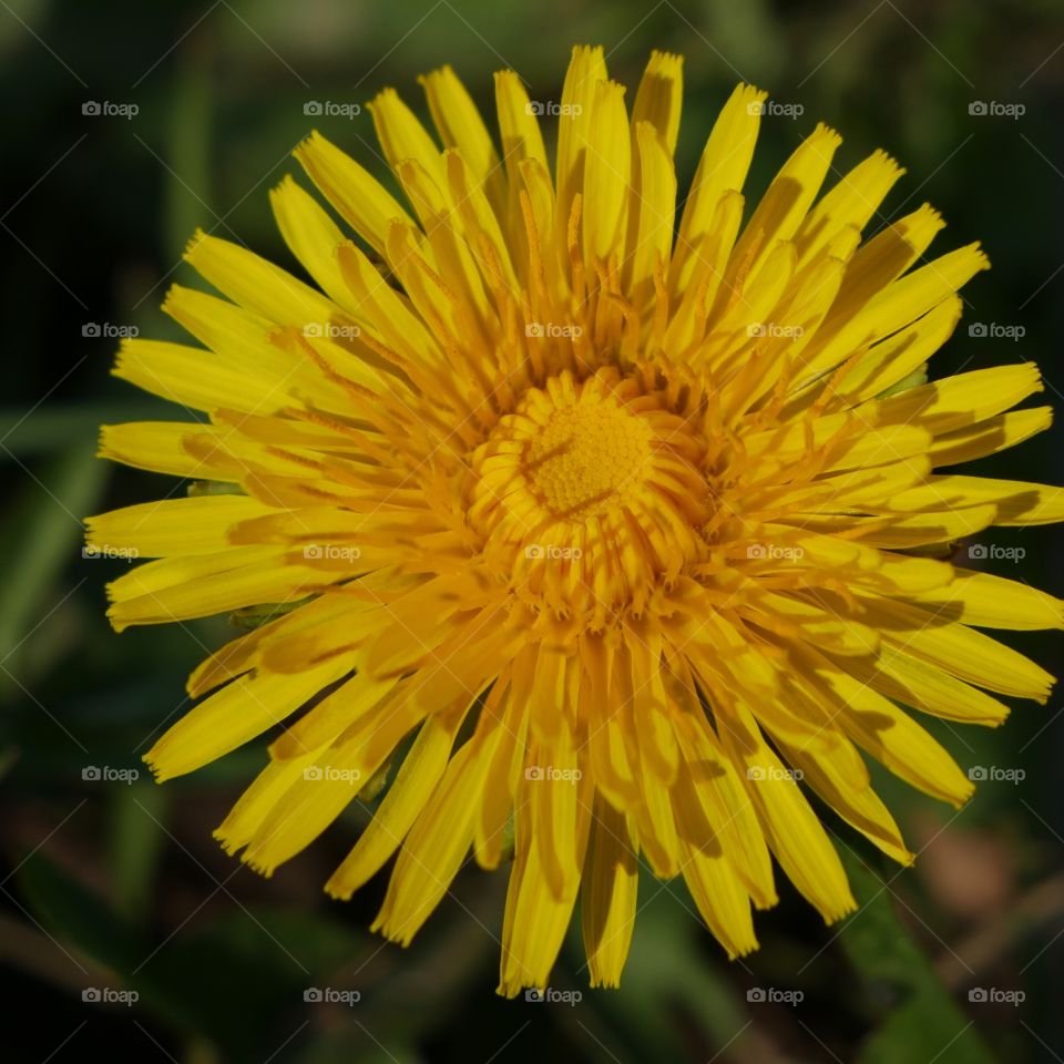 Yellow dandelion flower