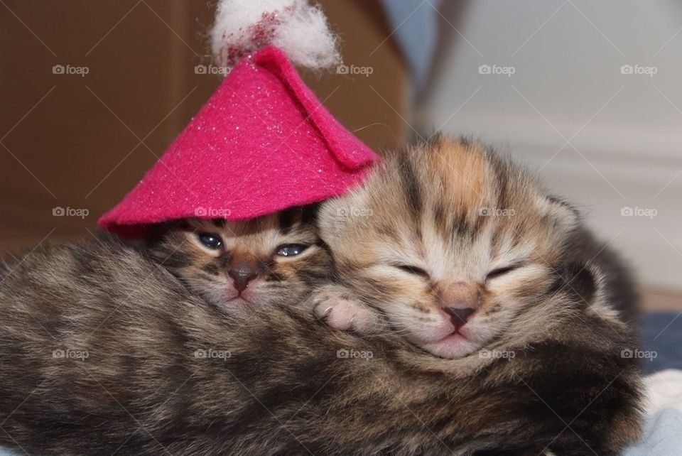 Christmas kitten