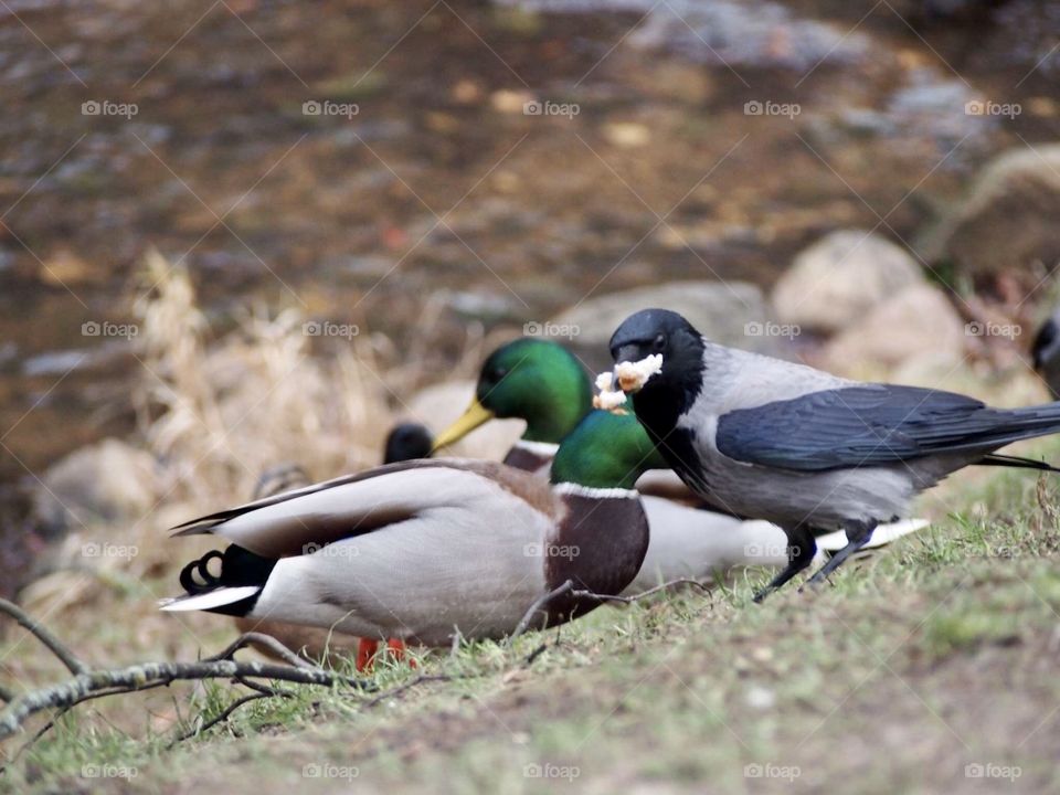 the struggle for food