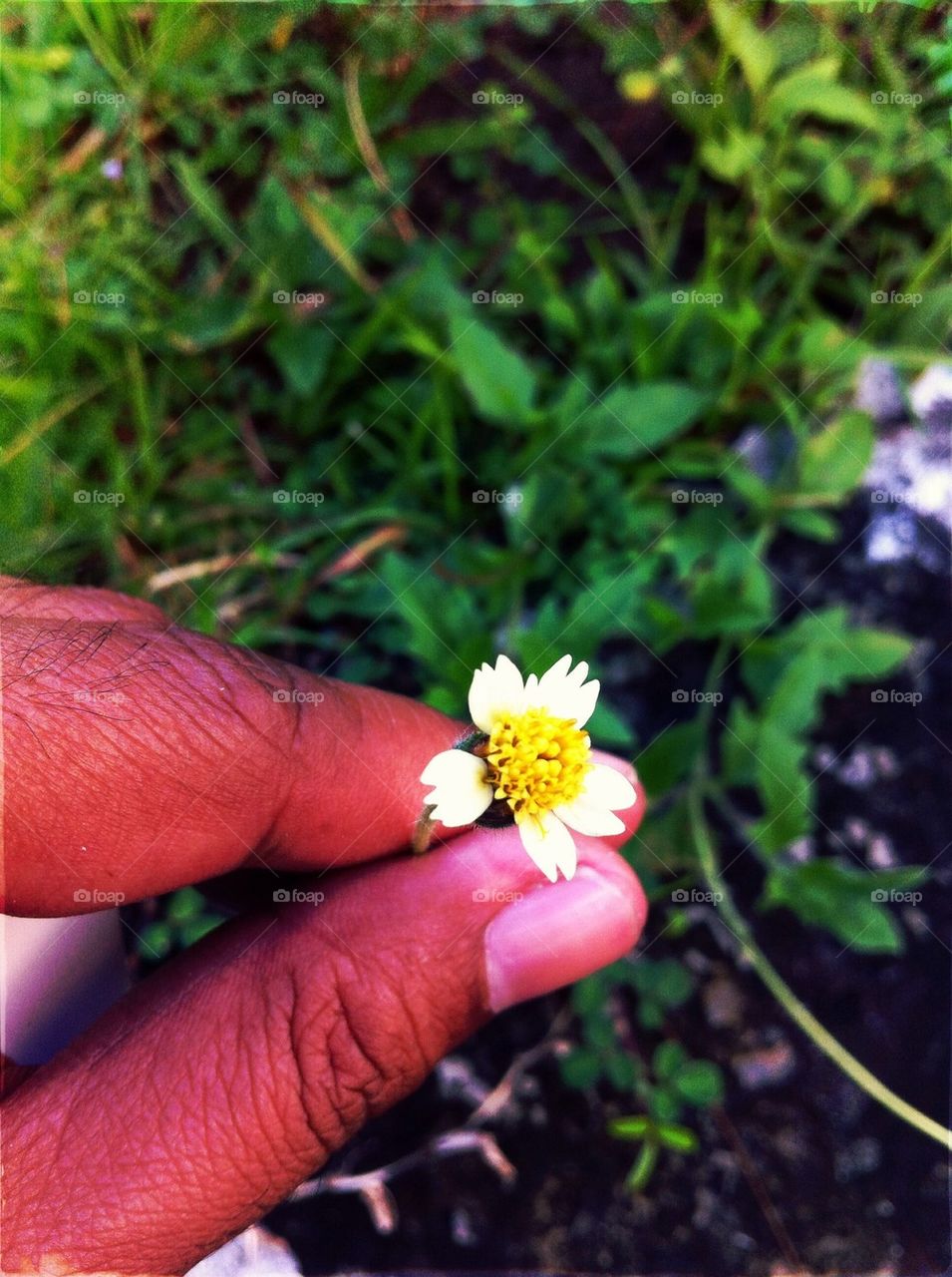 Little Flower