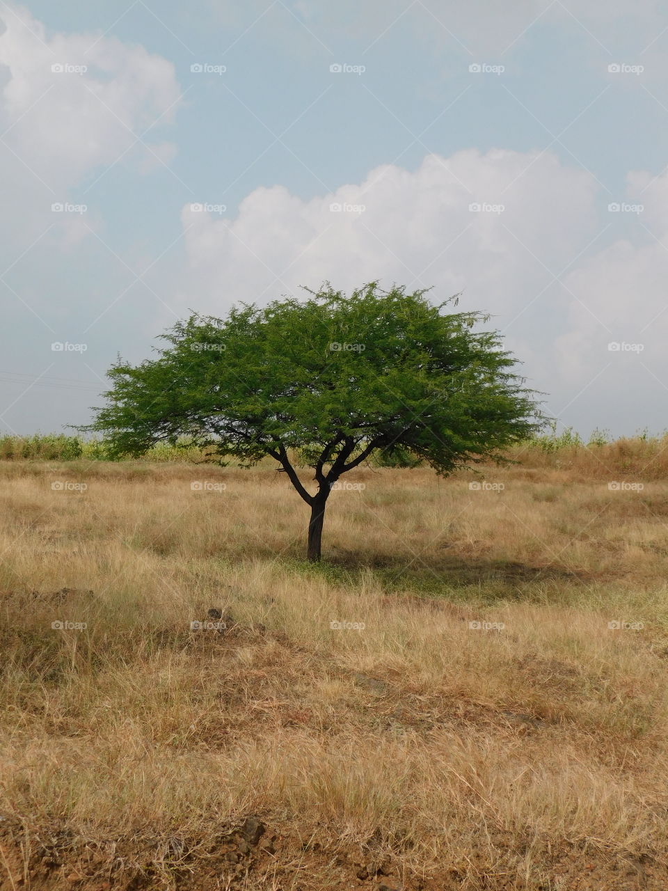 This is a beautiful tree in a vast field.Its propped at a top of hill with a beautiful landscape surrounding it.