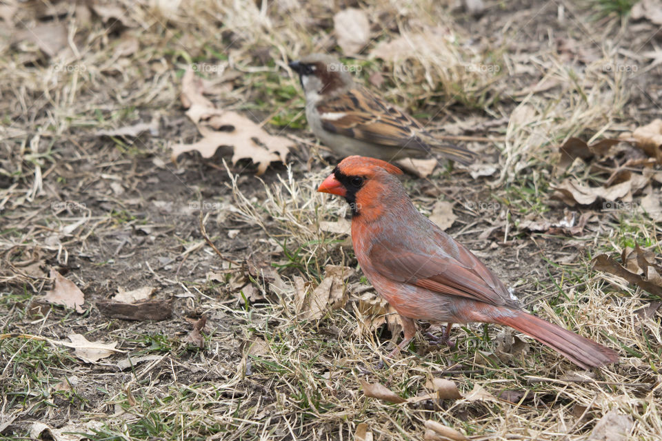 Close-up of two birds