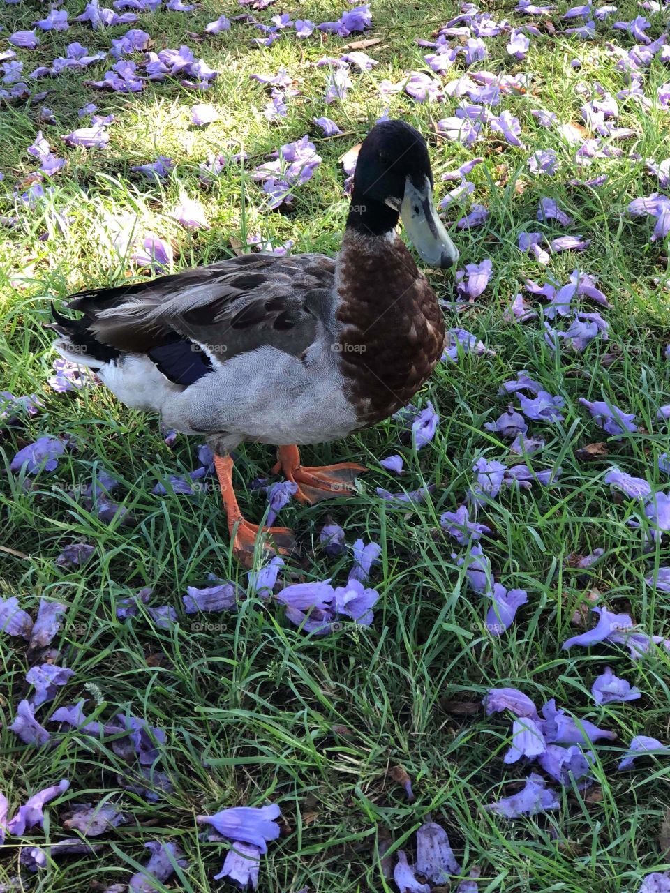A Beautiful coloured Duck