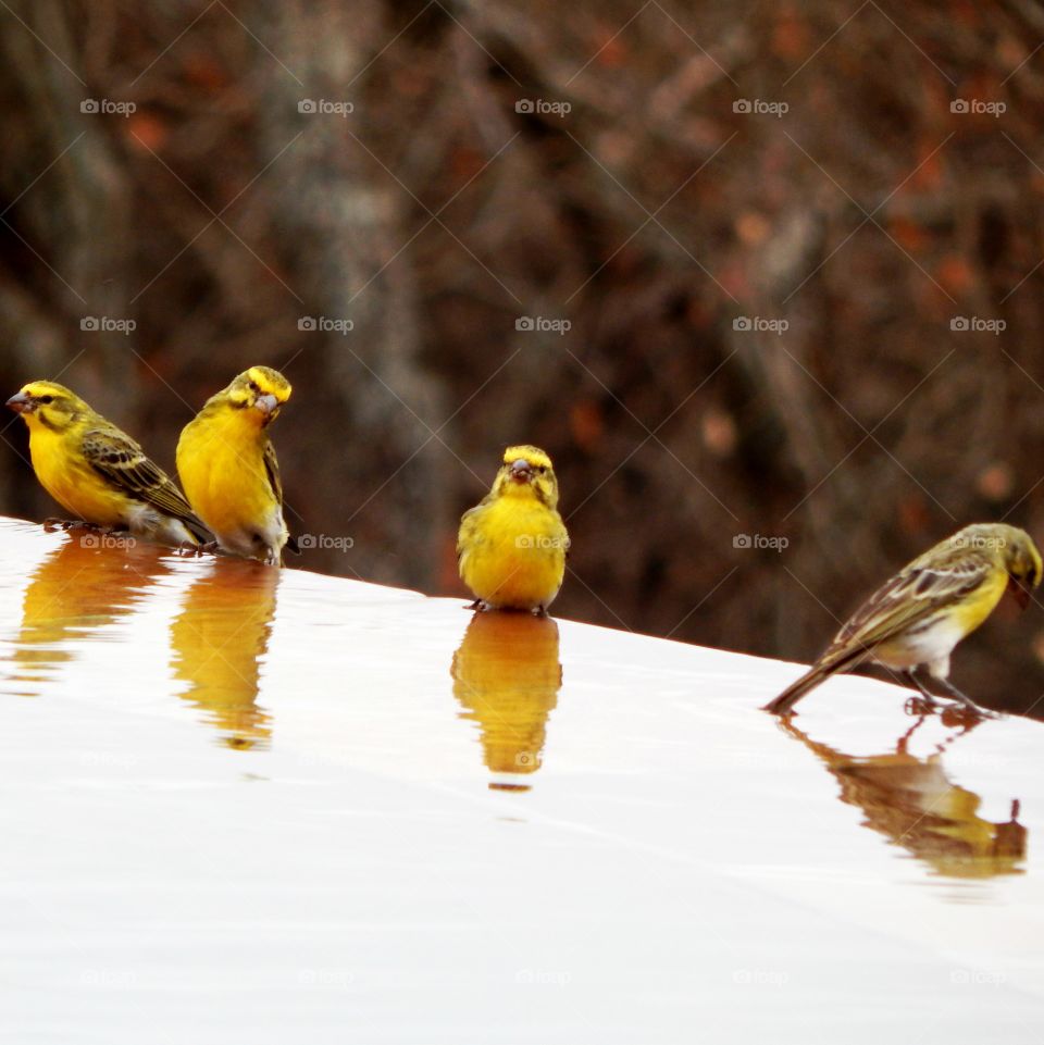 Birds on a water pool