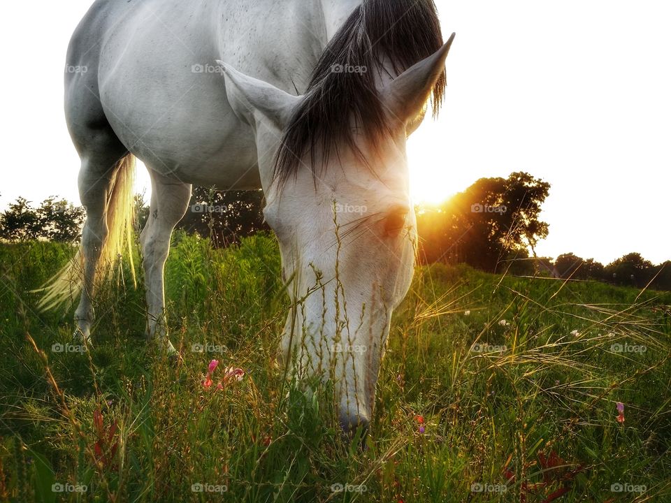 Horse grazing in a field of wildflowers and grass at sunset
