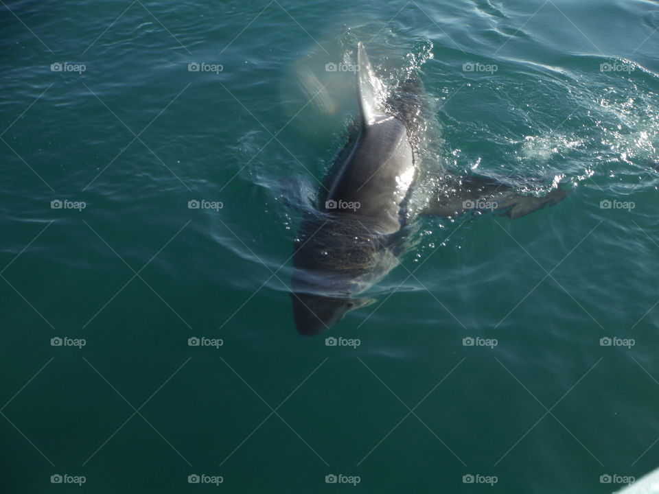 watching great white sharks from a boat in South Africa