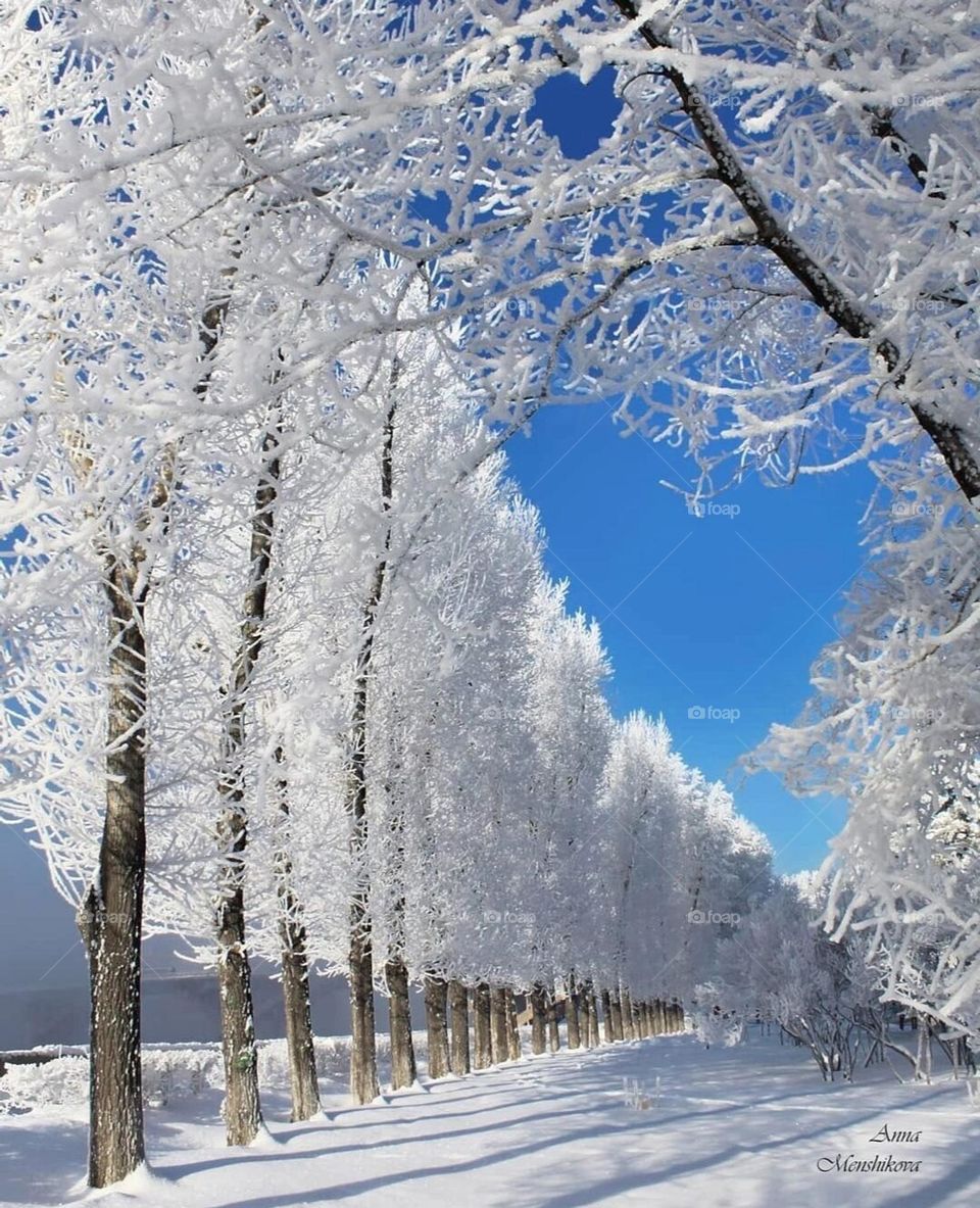 Trees are wearing white clothes 