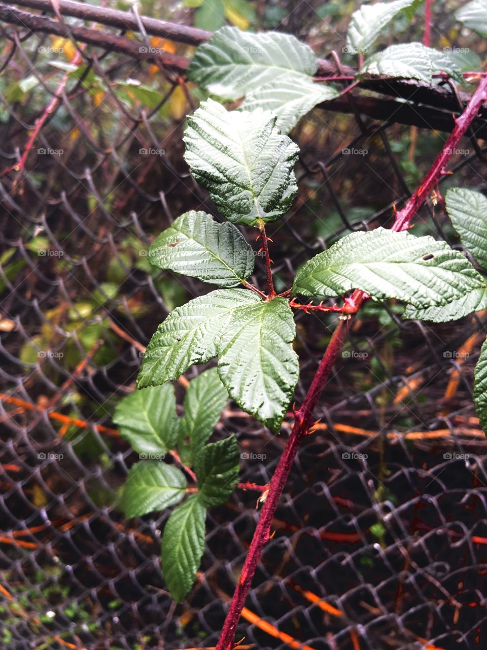 Blackberries leaves