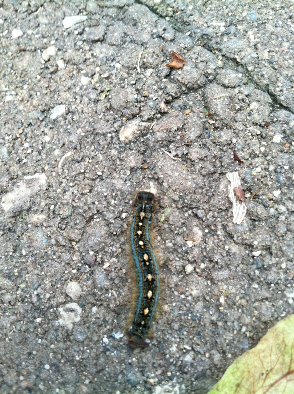 The long journey. Caterpillar making its way across the step
