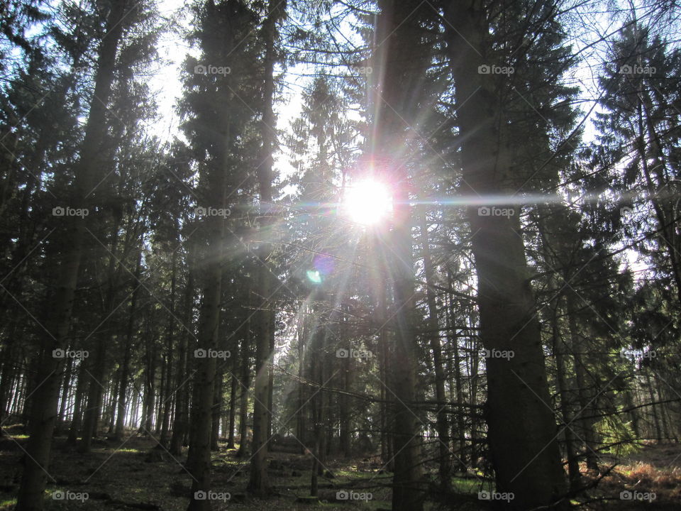 Sunrays Through Trees