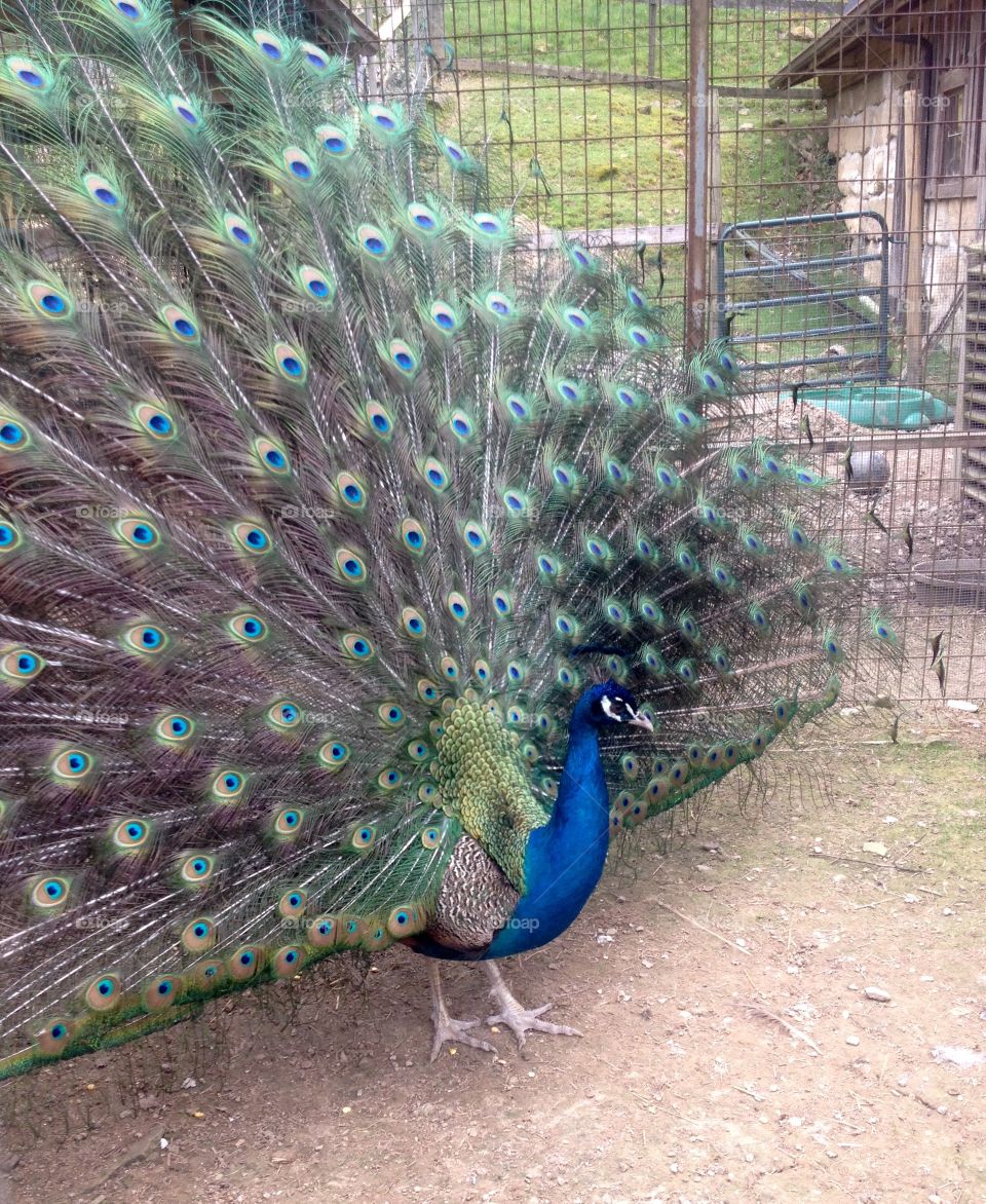 Peacock