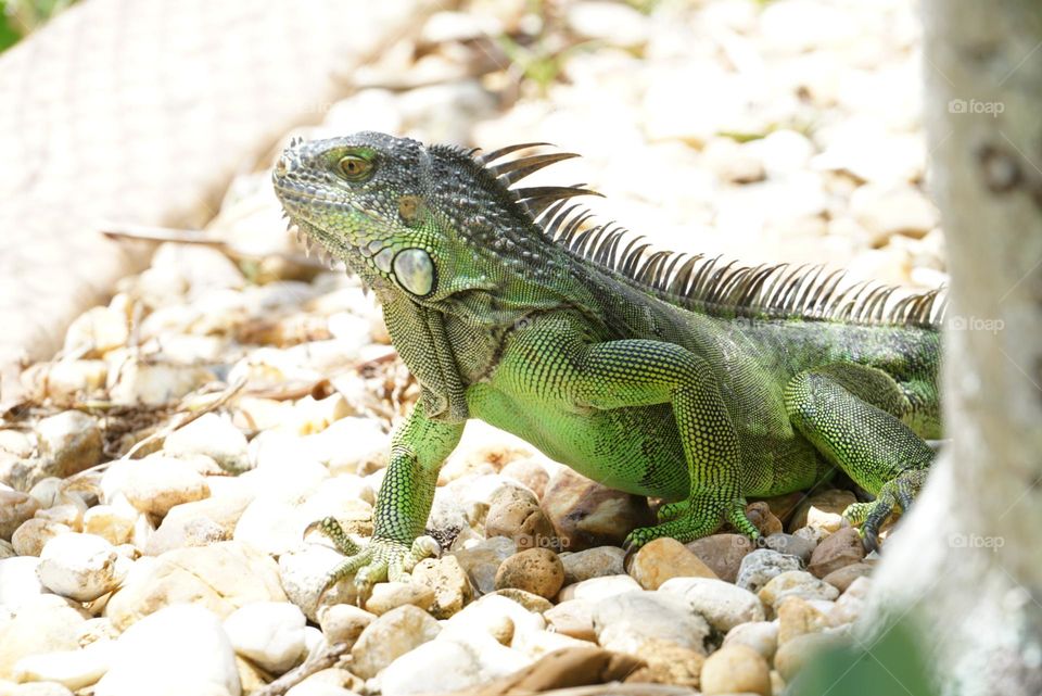 Reptile’s in my garden
