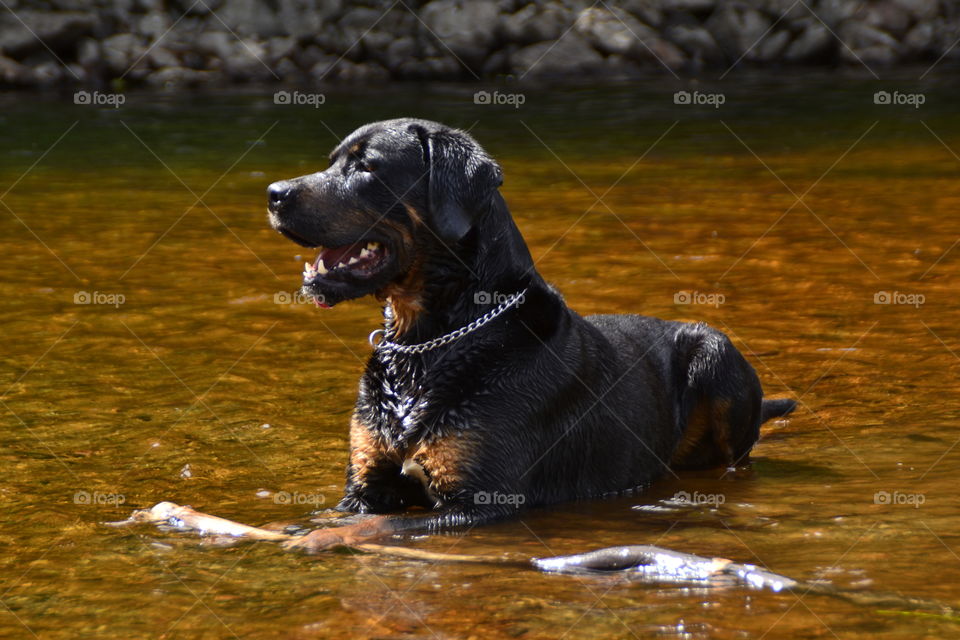 Happy dog