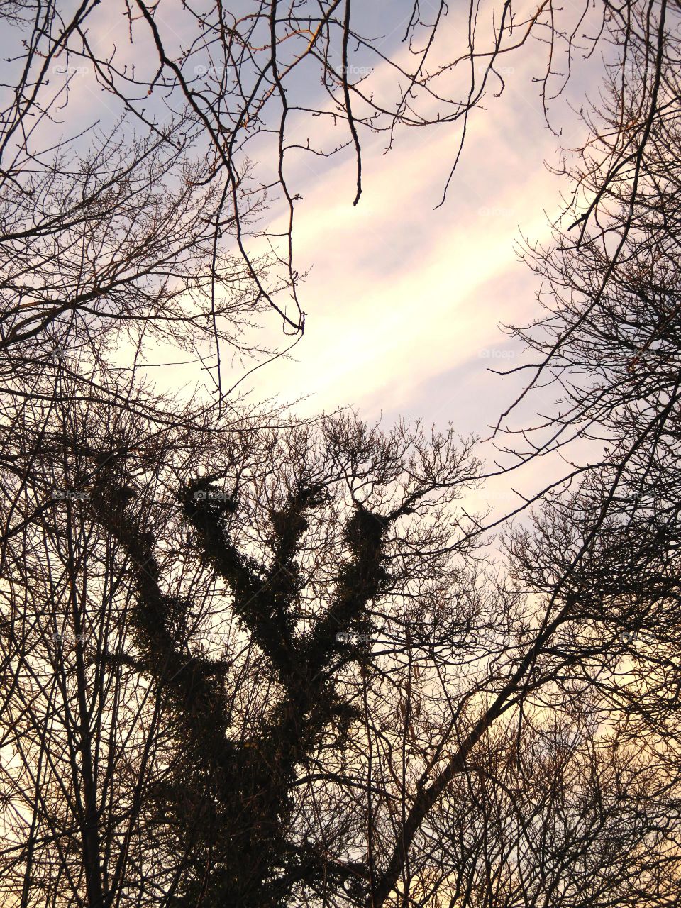 trees and clouds