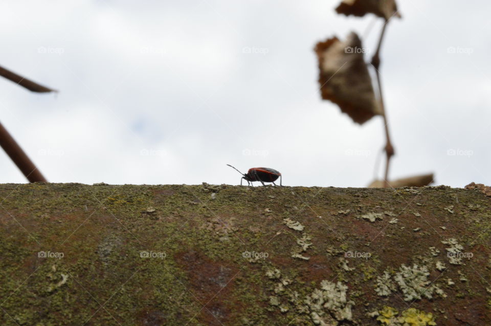 Bird, No Person, Landscape, Outdoors, Sky