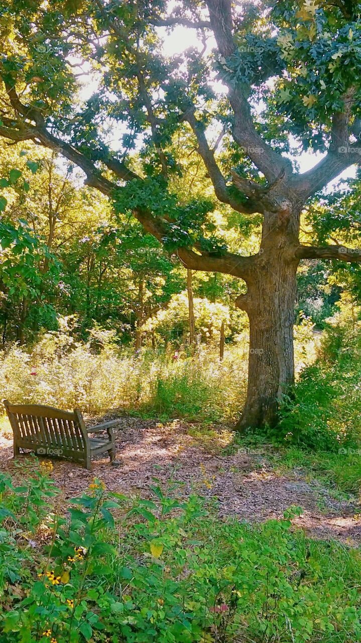 Bench and Tree