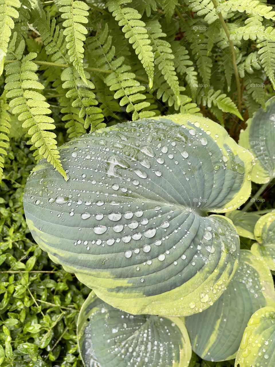 Big green leaf covered with water drops 