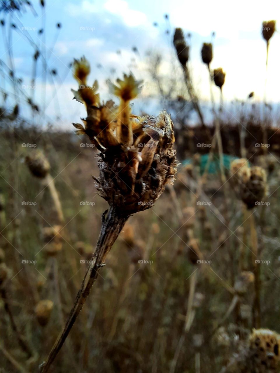 close-up of dry cornflower  seeds at golden hour