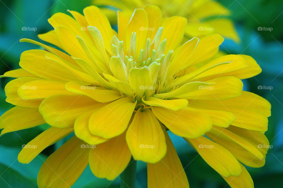 green garden yellow pollen by sonchai
