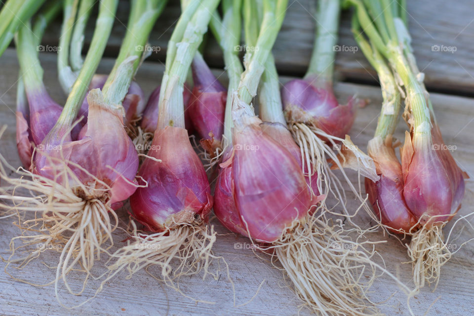 High angle view of shallots on wood