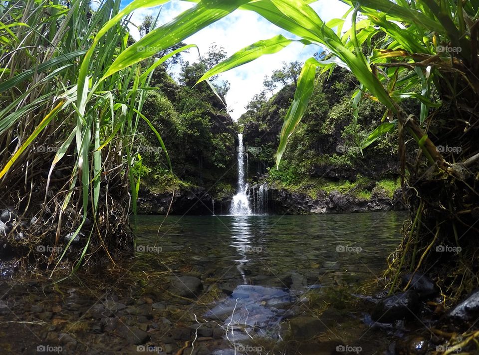 waterfall through the leaves