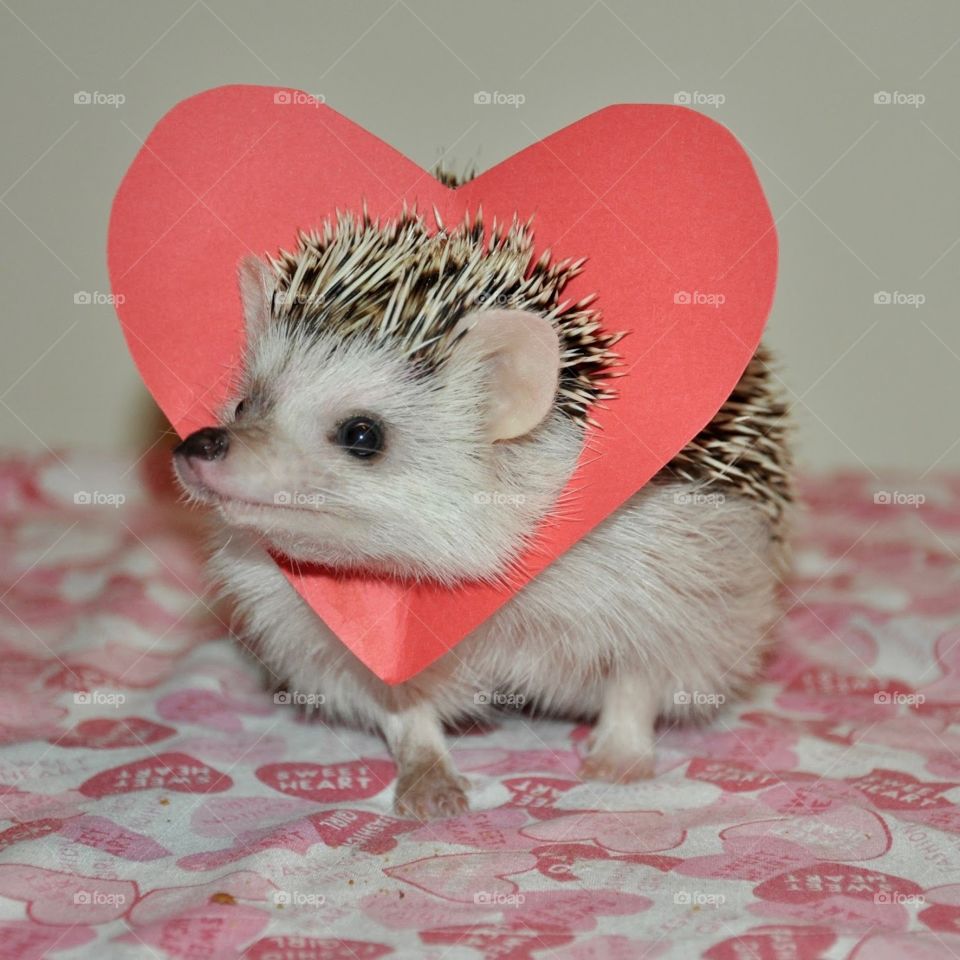 Hedgehog with head stuck in a paper heart. 