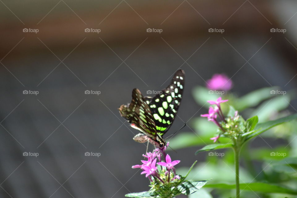 A beautiful butterfly 