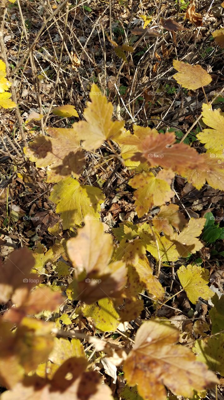 fall color in the woods