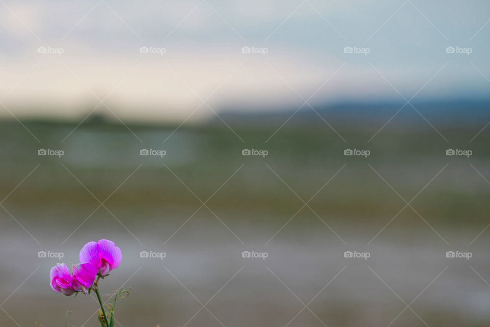 single purple flower