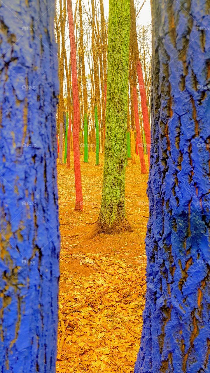 colourful forest, Baia de fier, Romania