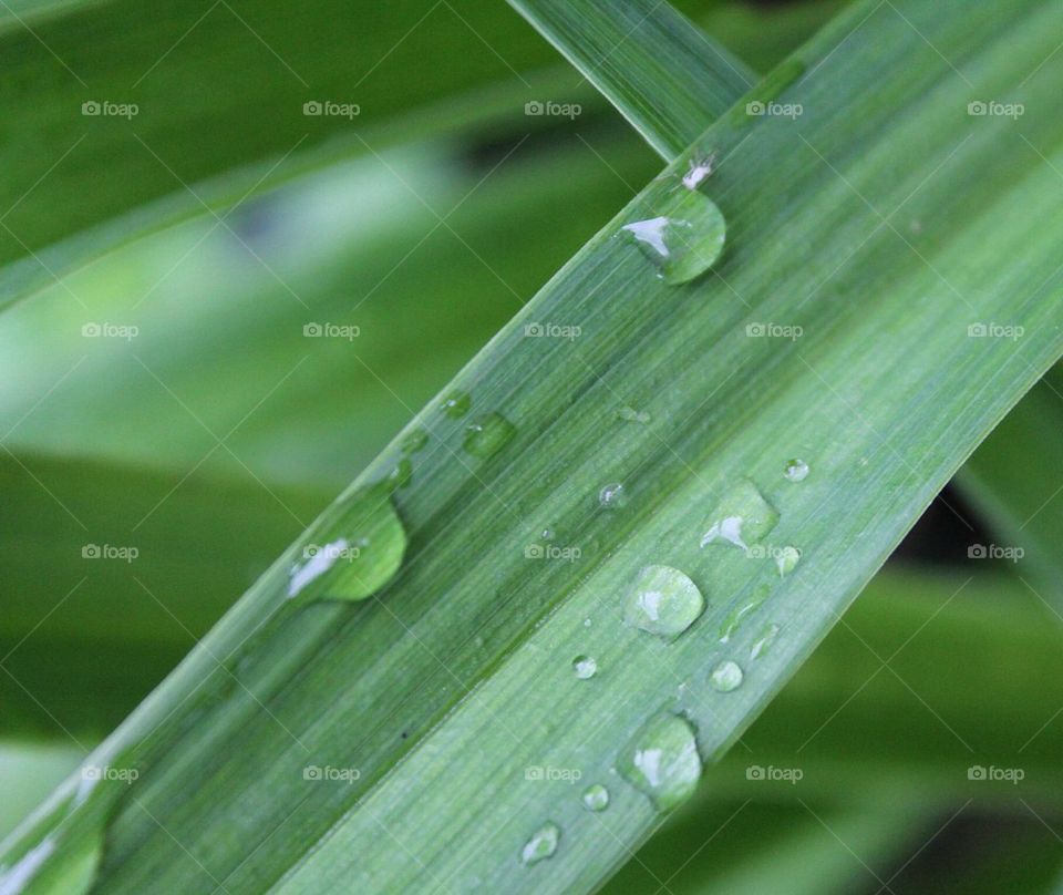 dew