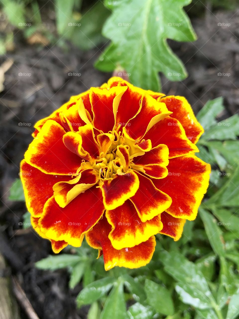 Marigold