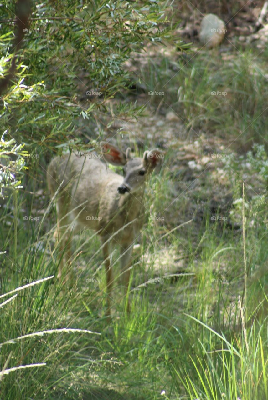 Poking through the foliage is a beautiful deer! Alert and looking for food this animal was fun to take pictures of 