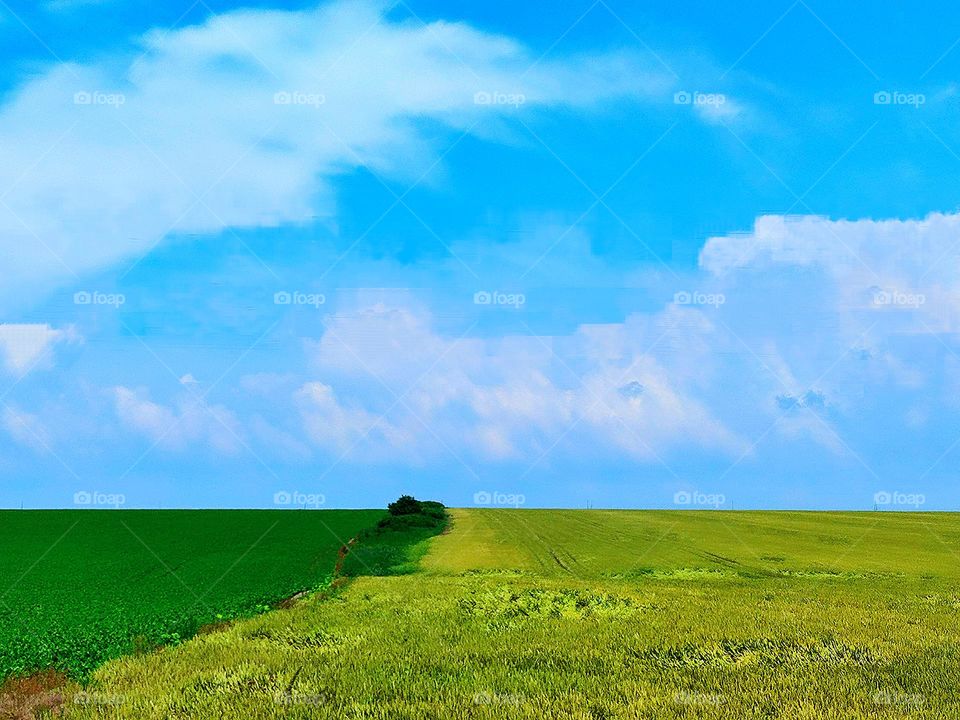 Countryside.  Wide margins with color difference.  One field with light green wheat, the second field with dark green sunflowers.Contrast blue sky