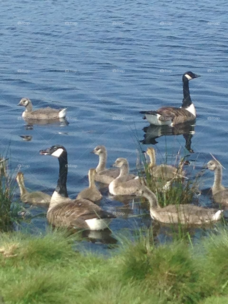 Water fowl