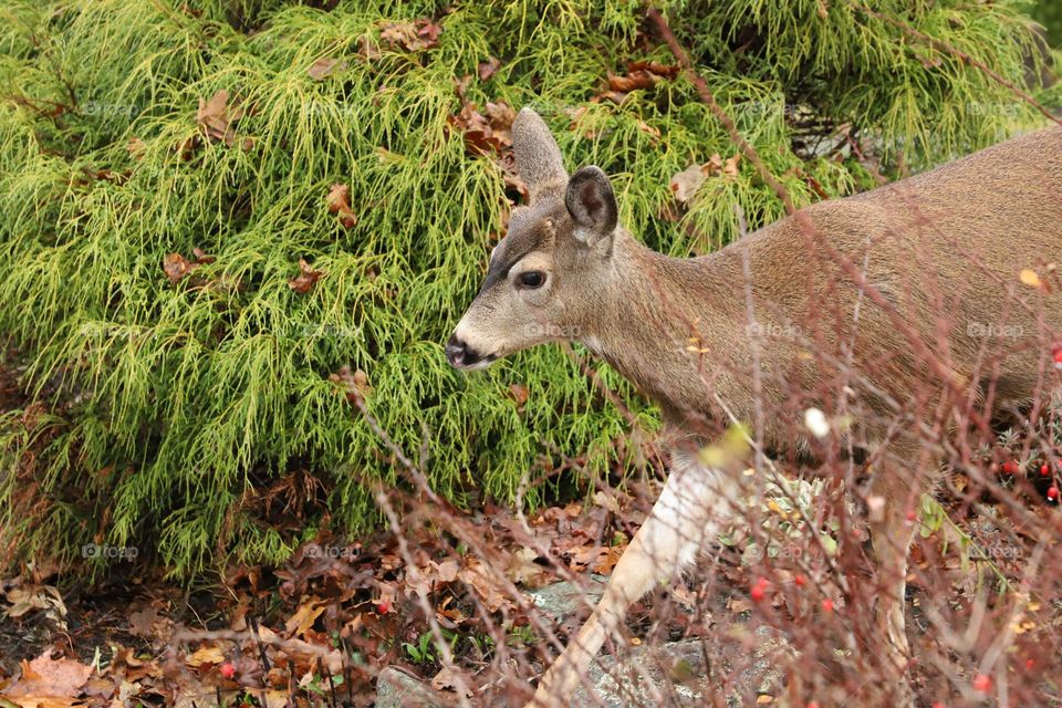 Deer in a wild