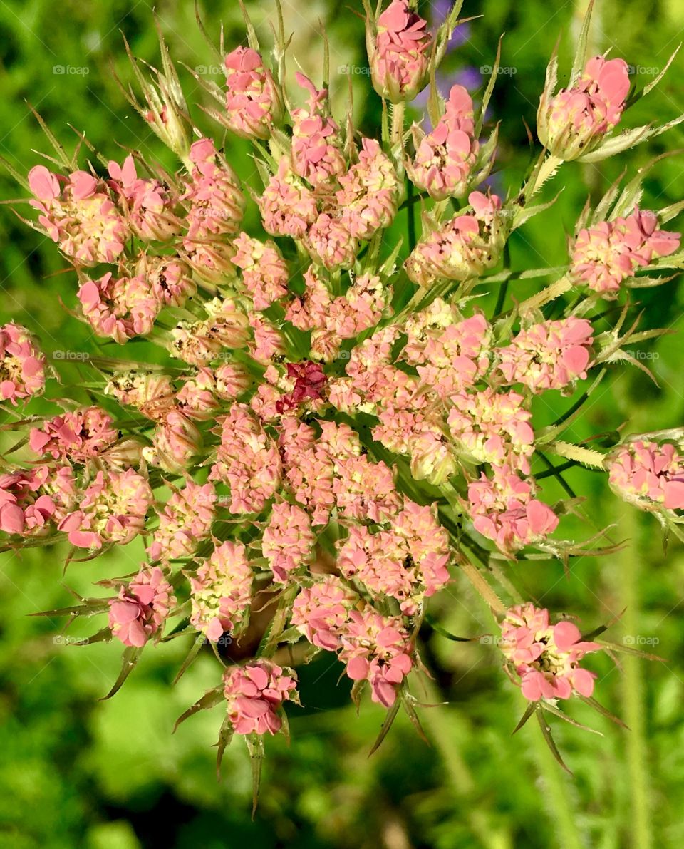 Wild carrot