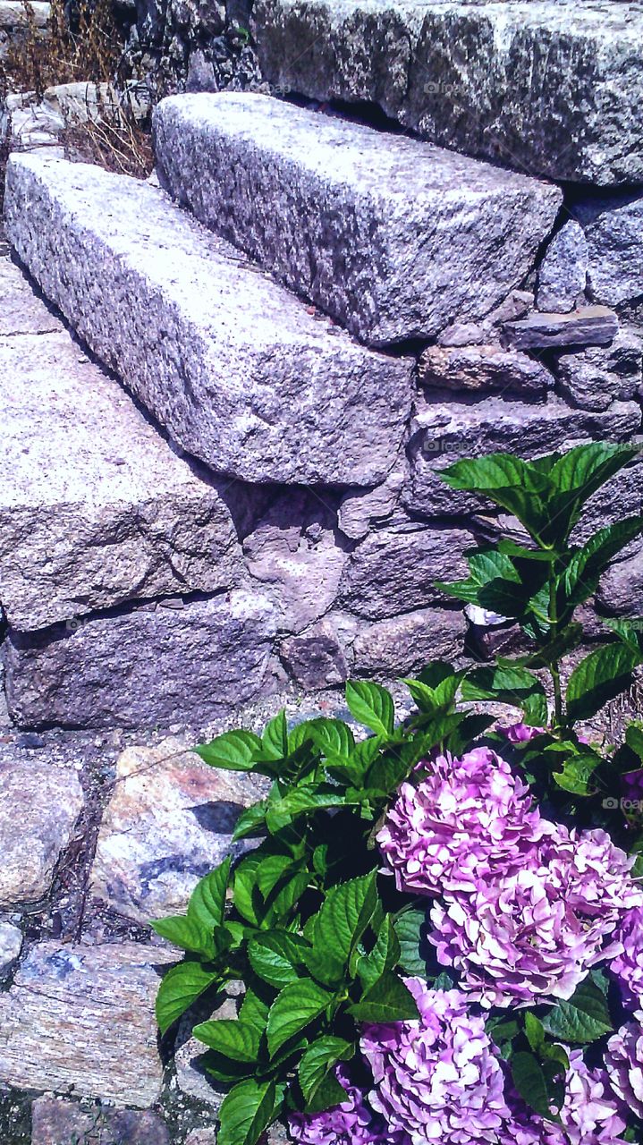 Stone staires and hortensias