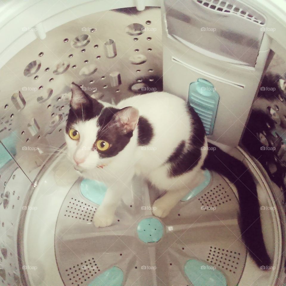 Cat in Washing Machine.