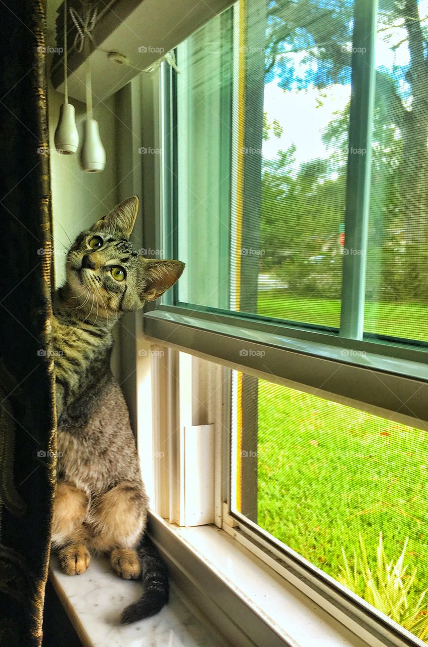Kitten in the window