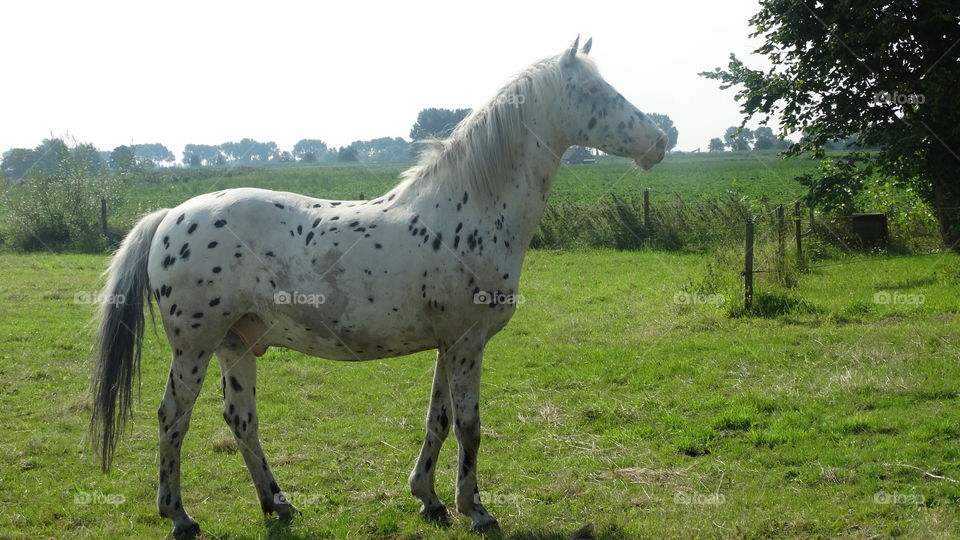 White and black speckled horse 