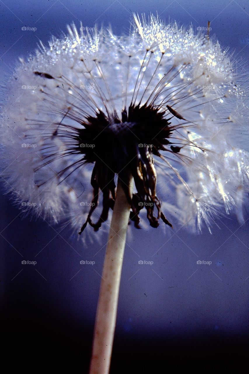 Dandelion