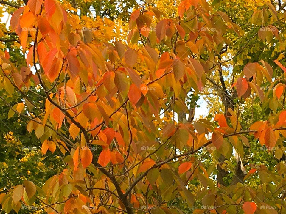 Fall foliage - brilliant colors 