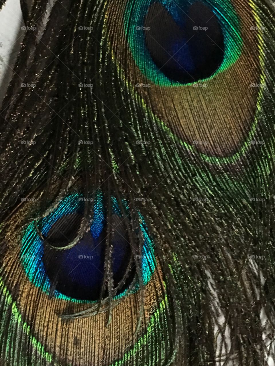 Peacock feathers 