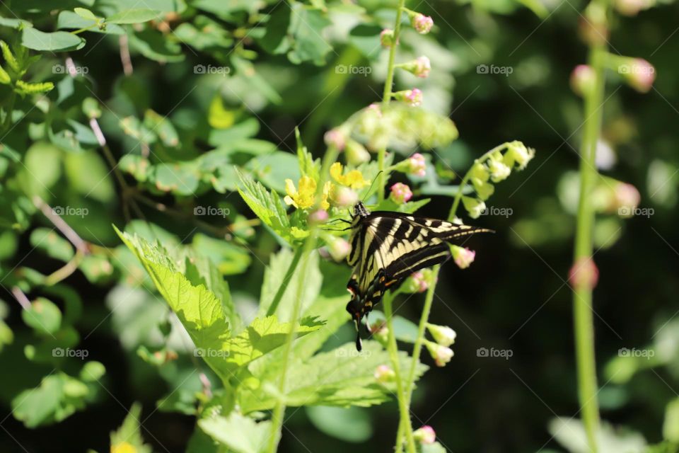 Butterfly on wildflowers