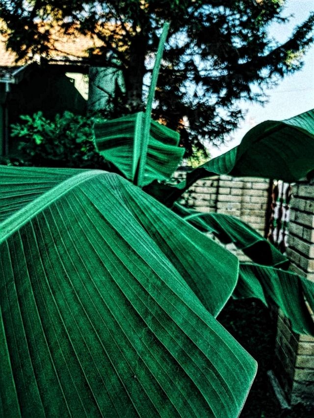 Big leaves