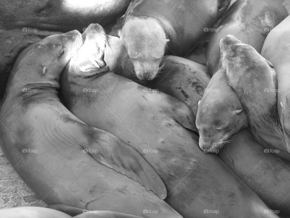 Seals napping 