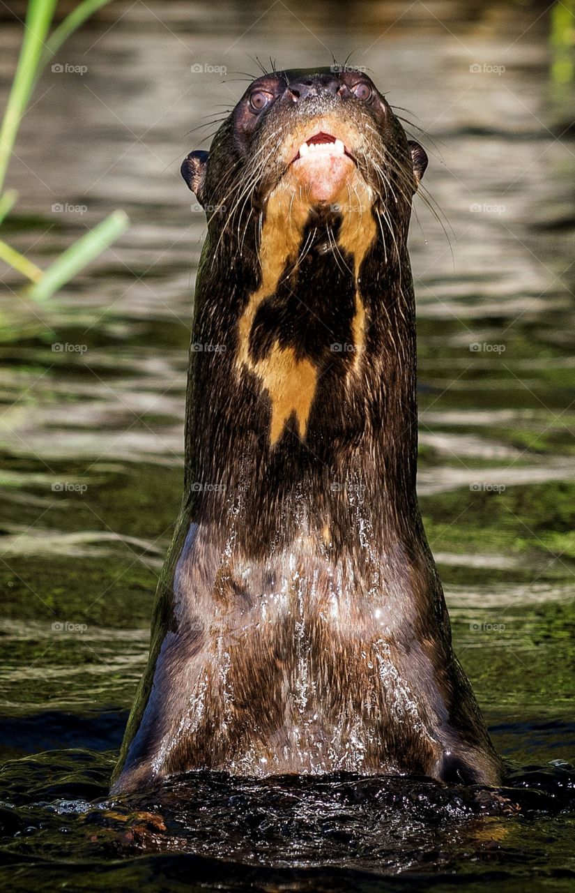 Ariranha, espécie de "onça dos rios", animal bastante agressivo e territorialista, fotografia feita no Pantanal Sul - Brasil